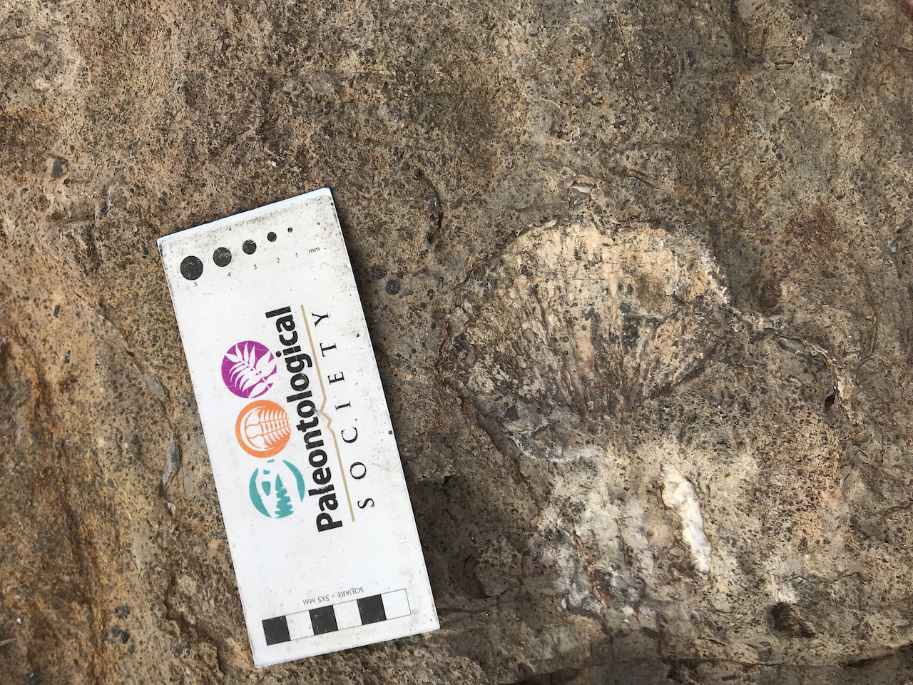 A scrappy brachiopod in latest Mississippian Battleship Wash Fm, Arrow Canyon, Nevada. January 2022 Death Valley Fieldtrip.