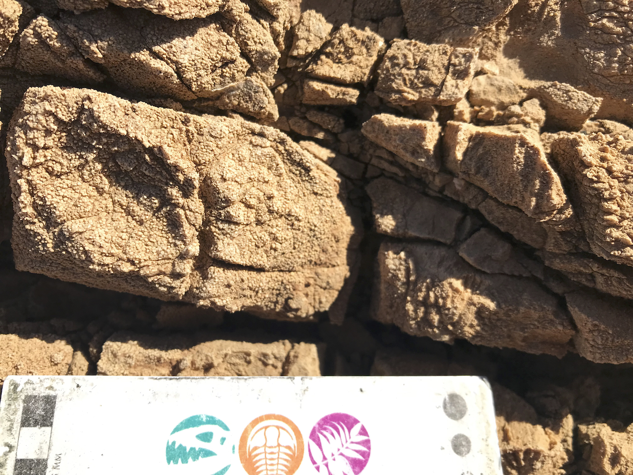 Late Neoproterozoic Johnnie Fm. oolite, Southern Nopah Rnage, Californaia. January 2022 Death Valley Fieldtrip.