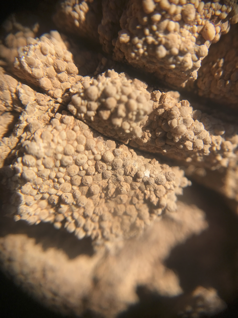 Ooids in late Neoproterozoic Johnnie Fm., Southern Nopah Rnage, Californaia. January 2022 Death Valley Fieldtrip.