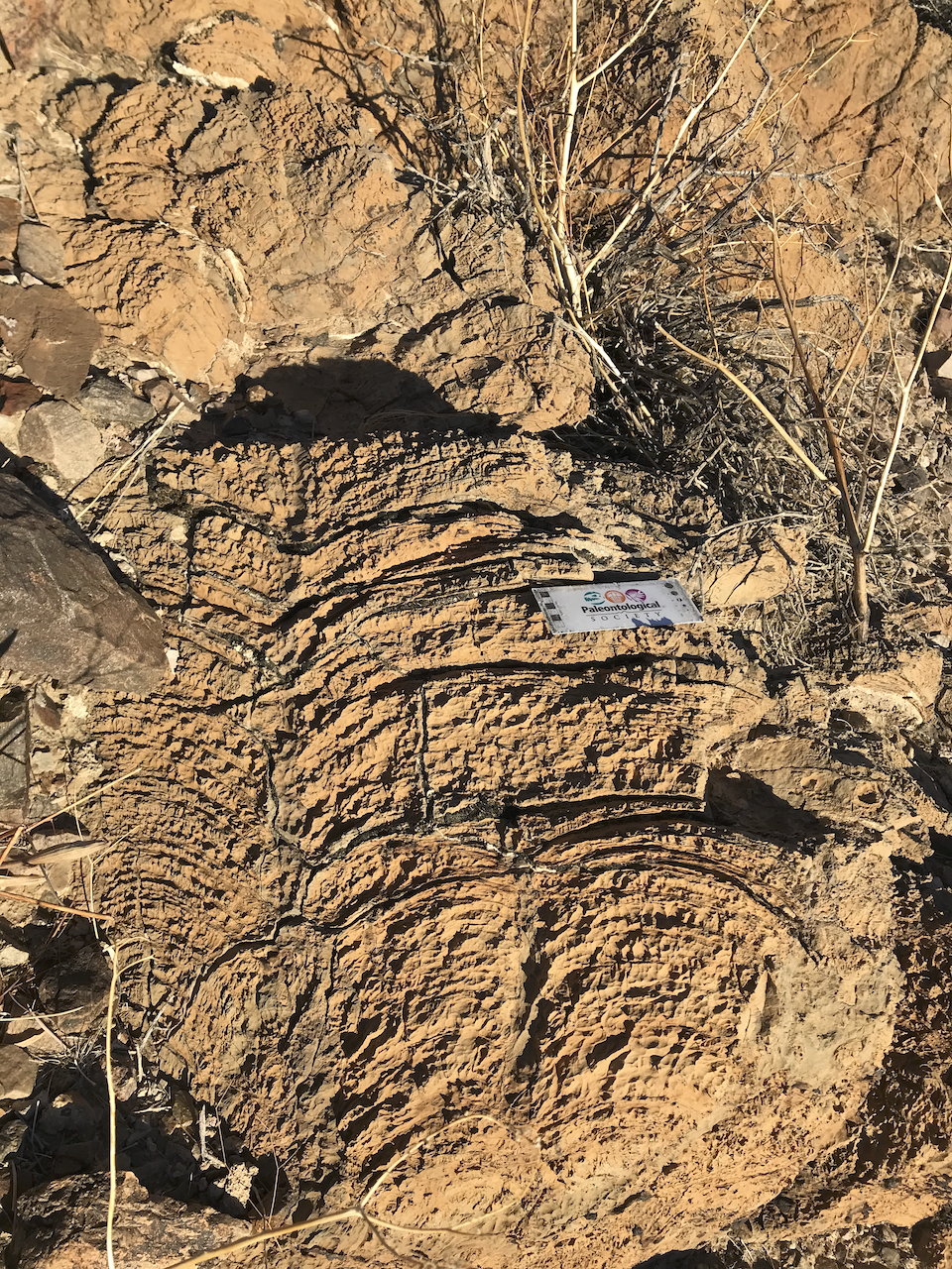 Stromatolites in late Neoproterozoic Johnnie Fm., Southern Nopah Rnage, Californaia. January 2022 Death Valley Fieldtrip.