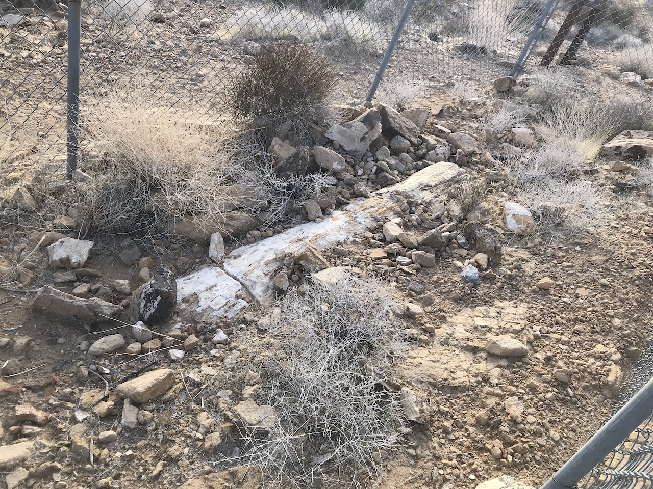 Petrified log, Triassic Chinle Fm., Valley of Fire, Nevada. January 2022 Death Valley Fieldtrip.