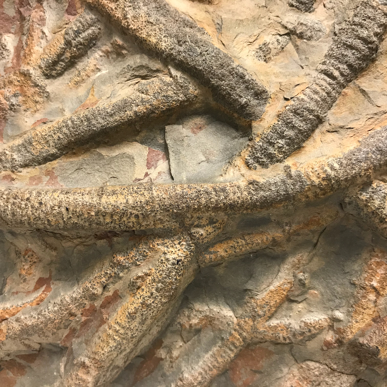 <em>Arthrophycus</em>, a trace fossil made by arthropods, possibly including trilobites, moving across the seafloor. Specimen from Tufts University Geological Collection.