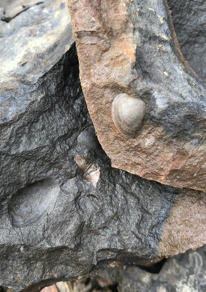 Nuculoid bivalves and Spiriferid brachipods of the Middle Devonian Hamilton Group, Hudson Valley, New York.