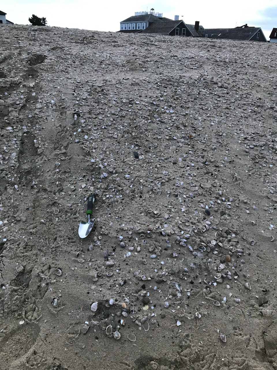 Death assemblage chock full of <em>Crepidula fornicata</em> shells. Brant Piont, Nantucket.