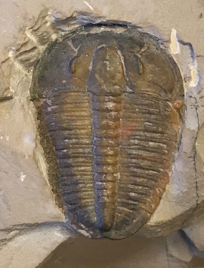 <em>Elrathia kingii</em>, a Cambrian trilobite from the House Range, Utah. Specimen from Tufts University Geological Collection.