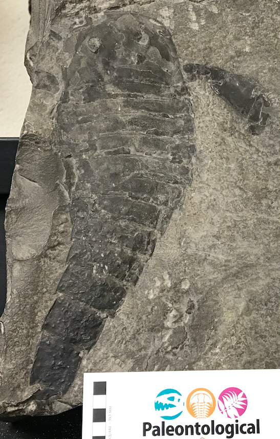 A eurypterid from the Tufts University Geological Collection. The label is missing, but I think this a <em>Eurypterus</em> from the Silurian of New York. Specimen from Tufts University Geological Collection.