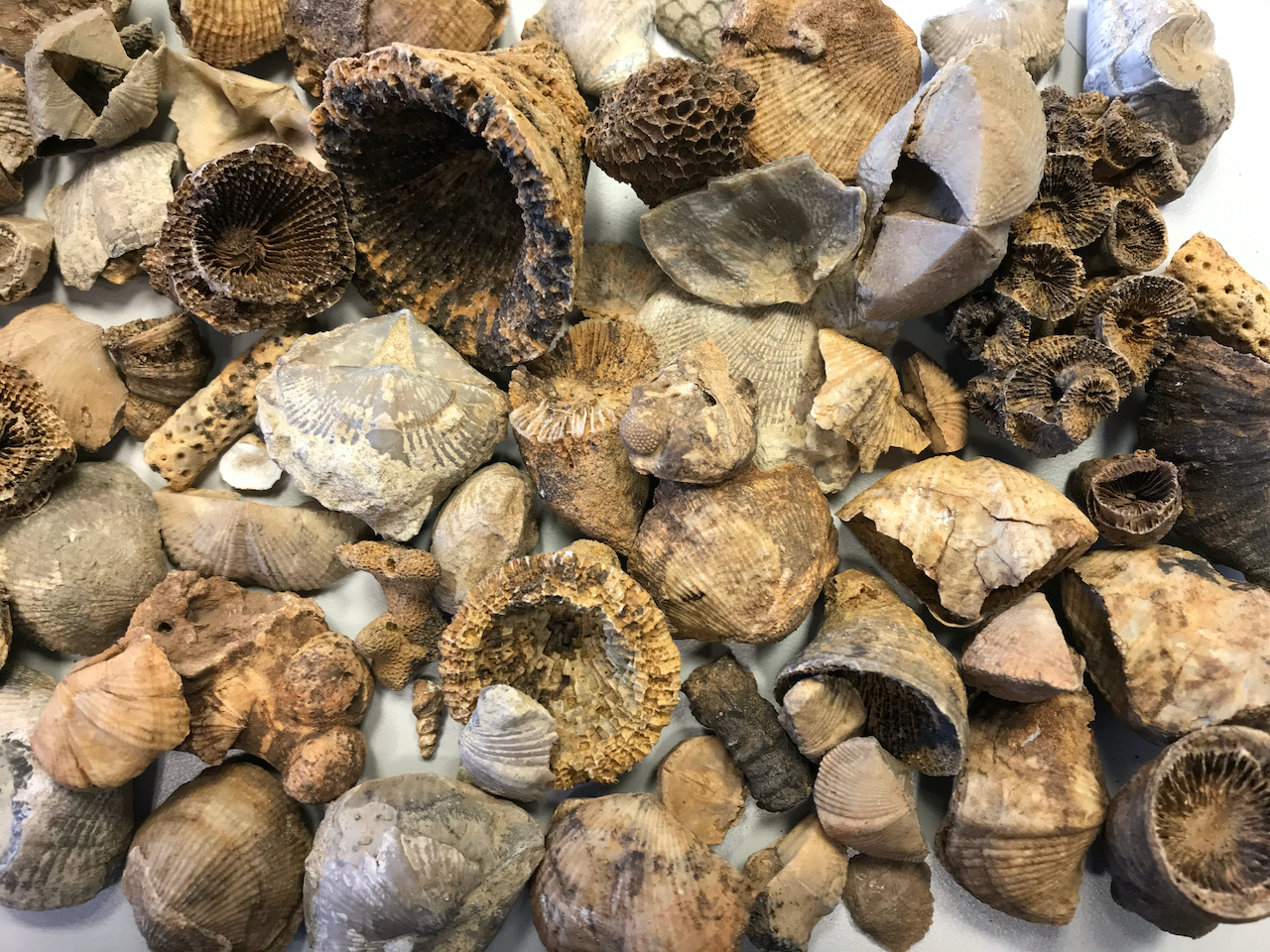 Silicified fossils from the Middle Devonian Jeffersonville Formation in southern Indiana.