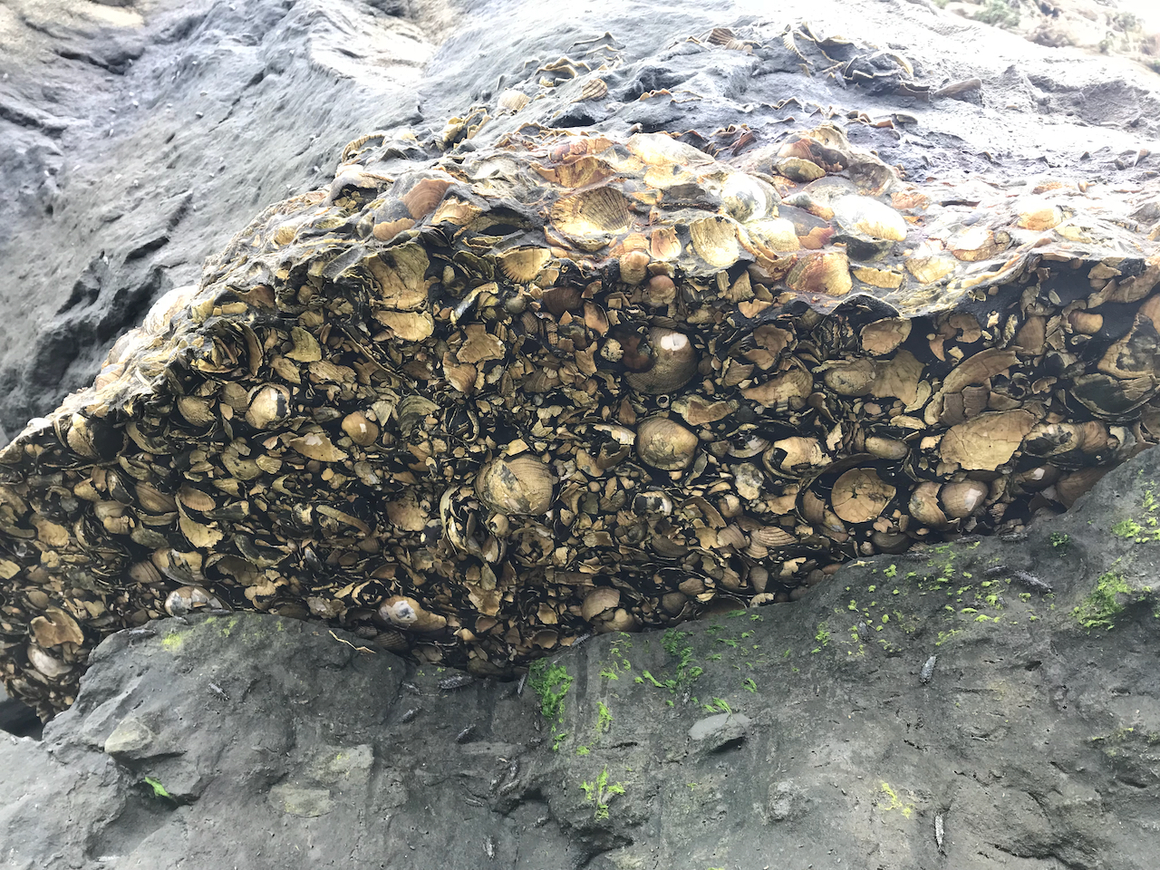 A Pliocene shell bed exposed at New Brighton State Beach, California.