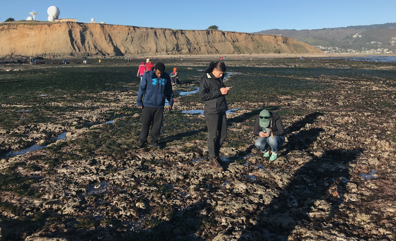 Logging <a href='https://www.inaturalist.org' target='blank'><em>iNaturalist</em></a> observations of intertidal invertebrates with Stanford undergraduates at Pillar Point, California.