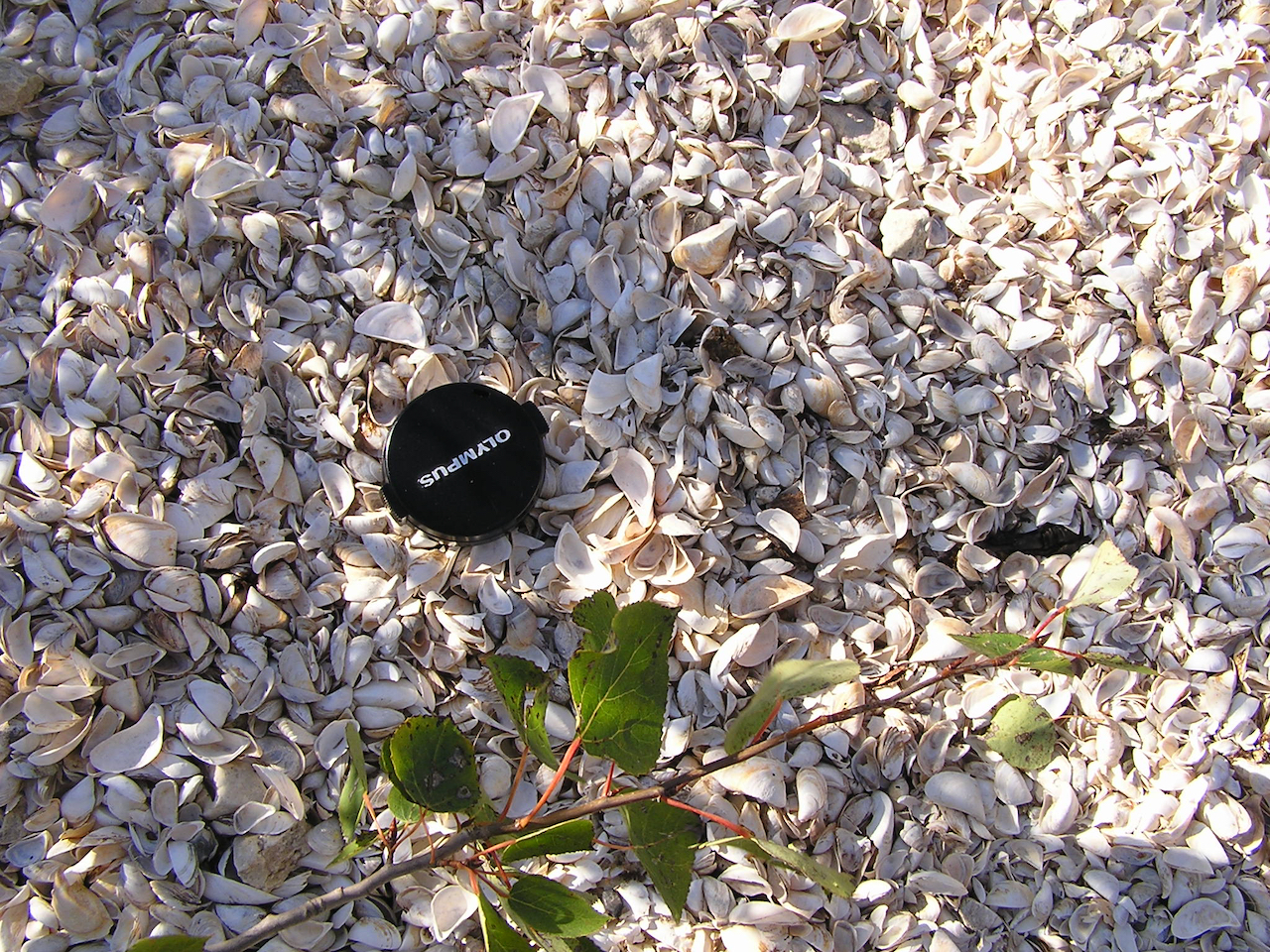 Thick death assembalge of the invasive Zebra mussel (<em>Dreissena polymorpha</em>) accumulating along the shore of Lake Michigan, Whitefish Bay, Door County, Wisconsin.