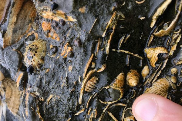 Shell Beds, New Brighton State Beach