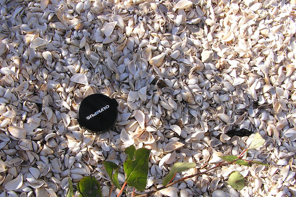 Lake Michigan Zebra Mussels